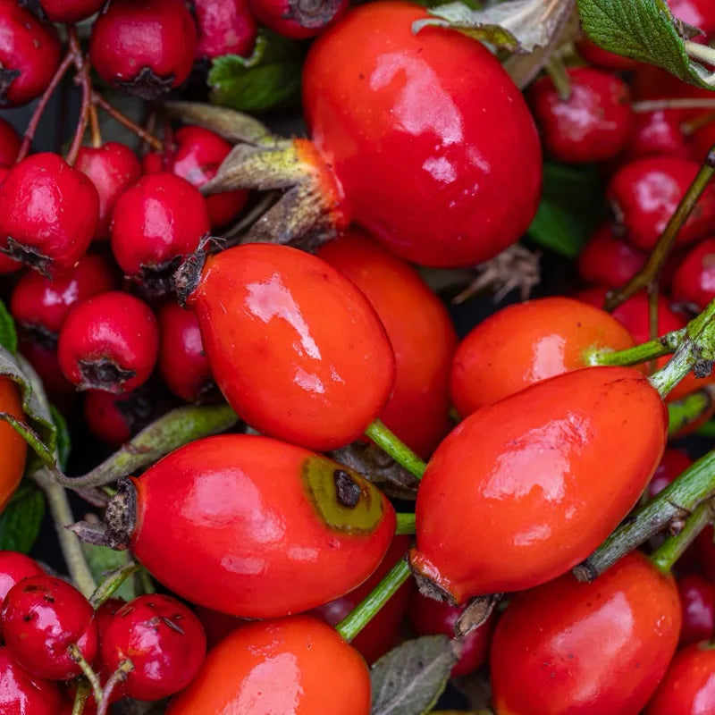 Rose Hip
